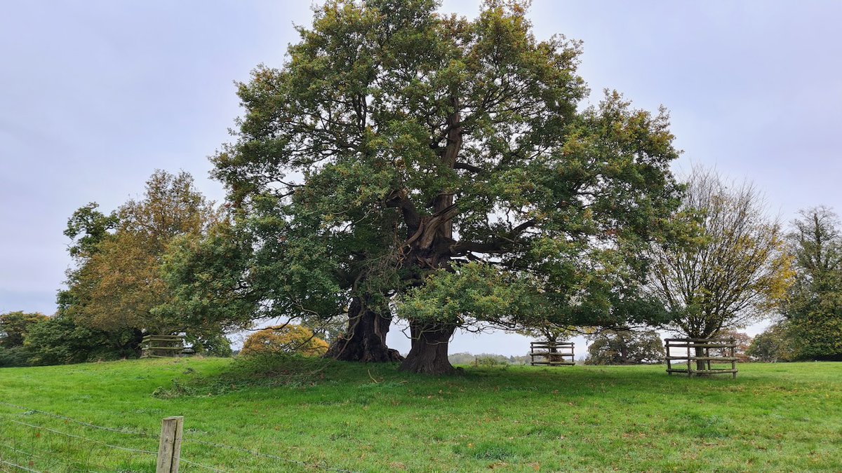combermereabbey's tweet image. We have several #AncientTrees here at Combermere, that are not only visually beautiful but that contribute so much to the environment too. Over 400 species can be supported by an oak in its third phase in life! We practice #SustainableLogging here to keep our forests healthy.