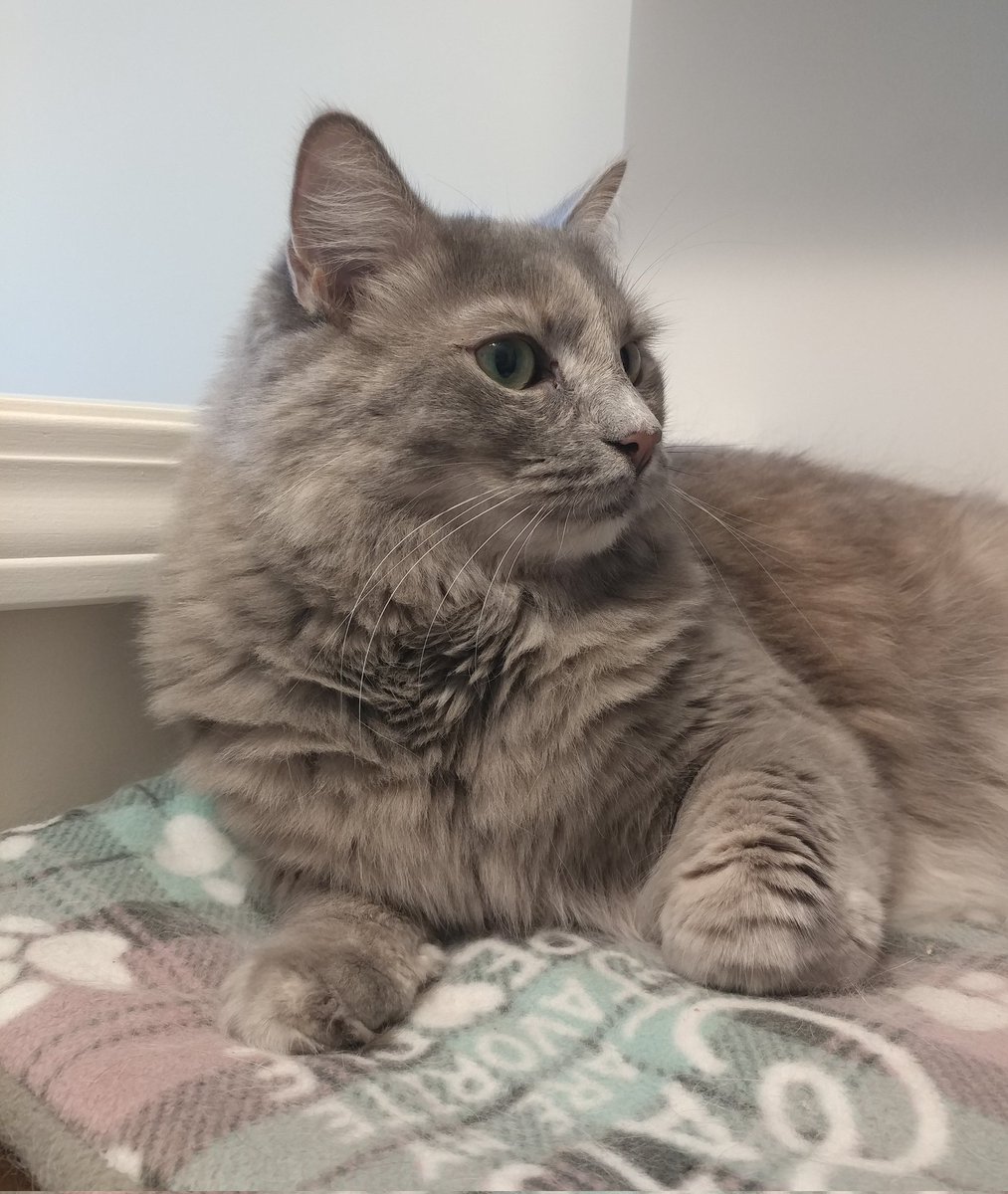 4fluffketeers's tweet image. Happy Tortie Thursday! 🐾Kana
#CatsOfTwitter #cat