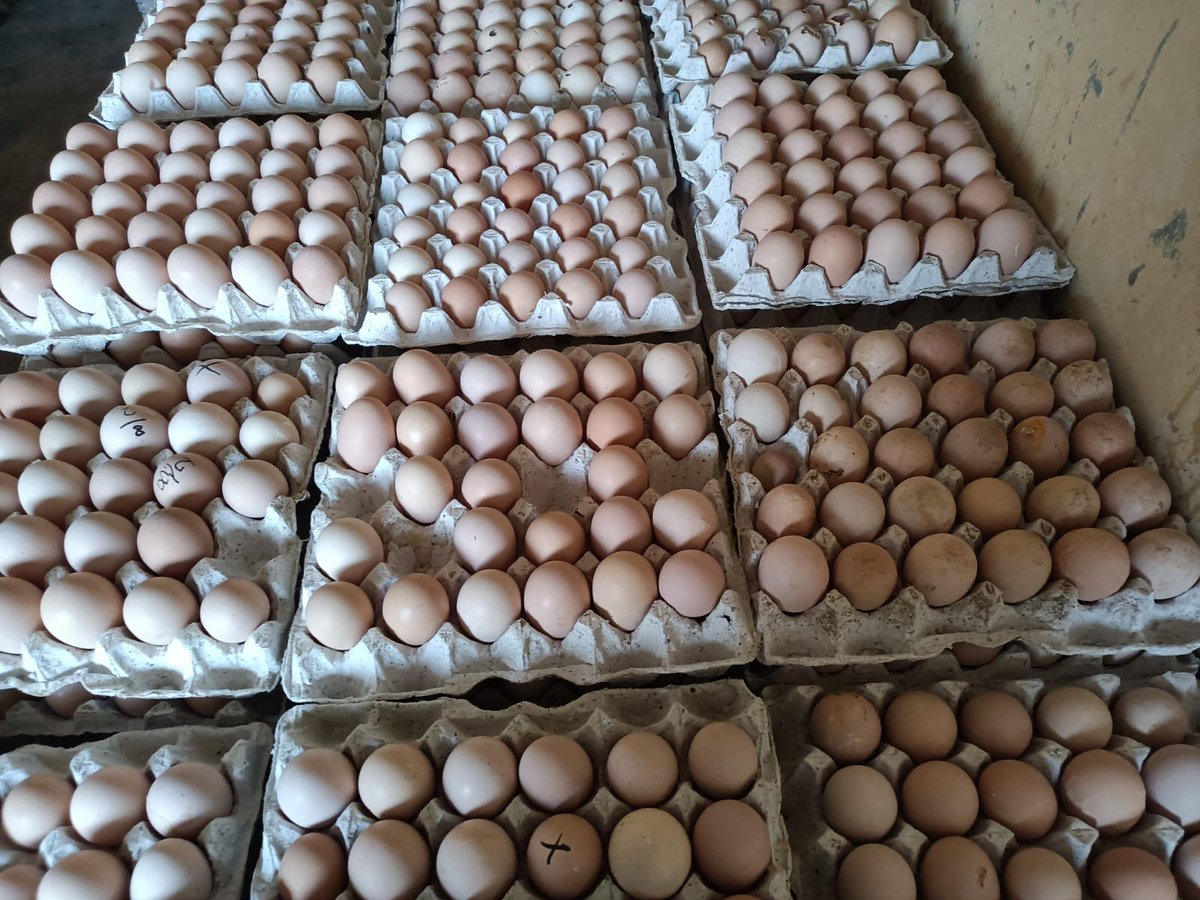 Contact us my whatsapp number 918368193469..