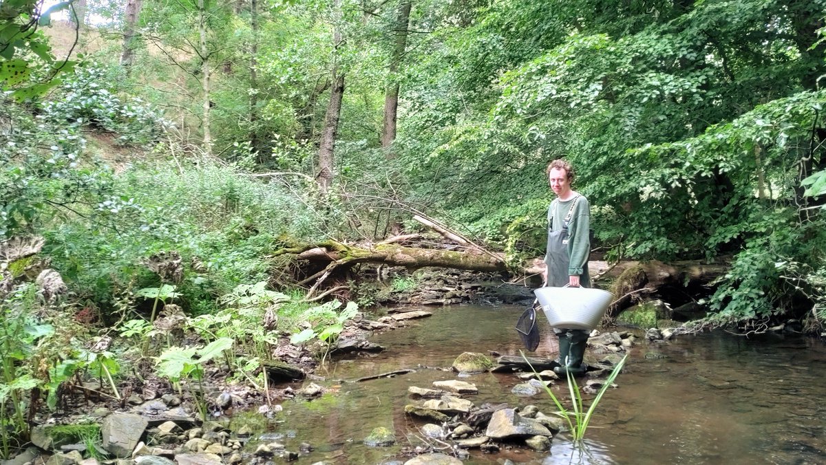 WildTroutTrust's tweet photo. So long, and thanks for all the fish(y help), Freddy Weaver! On the #WTTBlog, Freddy reflects on a #PhD #internship with @ProfJGrey on #Yorkshire rivers 
https://t.co/ATLlIRLR4n
A river ambassador for the future #ECR
#FreddyForScale #FFS https://t.co/Vu9FuAGq0w