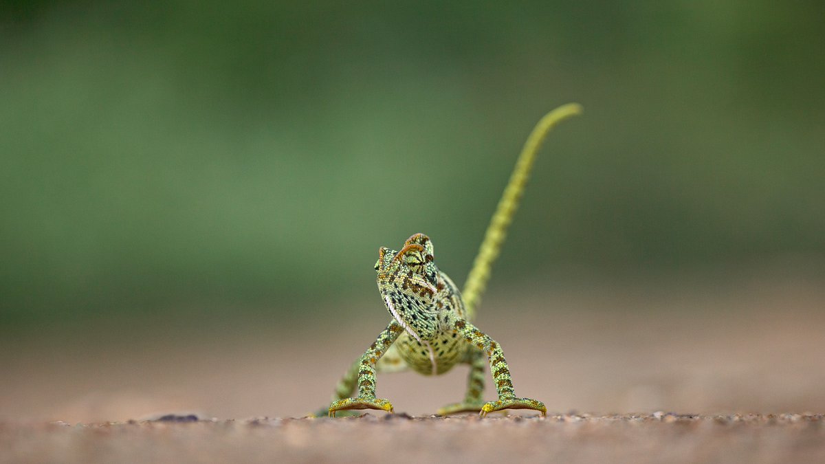Have ever seen chameleon walking? #wildlifephotography