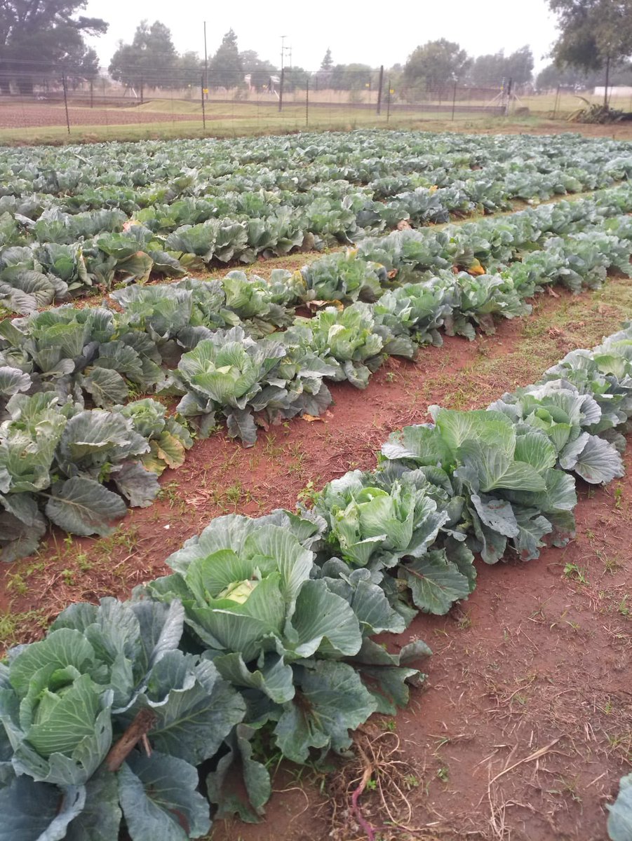 LegendarySletz's tweet photo. This is an EXPERIMENT that went very well π―β€οΈπ―
Cabbage for sale R15 itβs so big youβll not ask for change when you paid with R50
#farming #FarmLife #cabbage #foodsecurity @GaselamaG @MbaliHlopheSA @mbewuproduce #makingfarmingfashionable https://t.co/DYarWoNJId