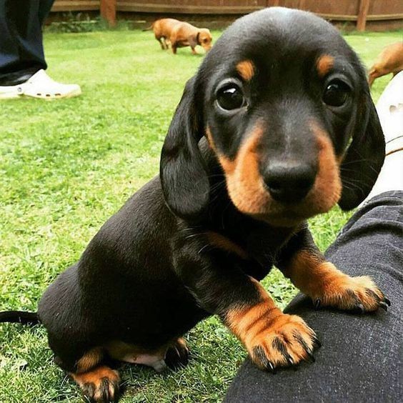 dachshund_usa's tweet photo. So sweet 🥰🥰
#Dachshund #Dachshunds https://t.co/Vryu73S919