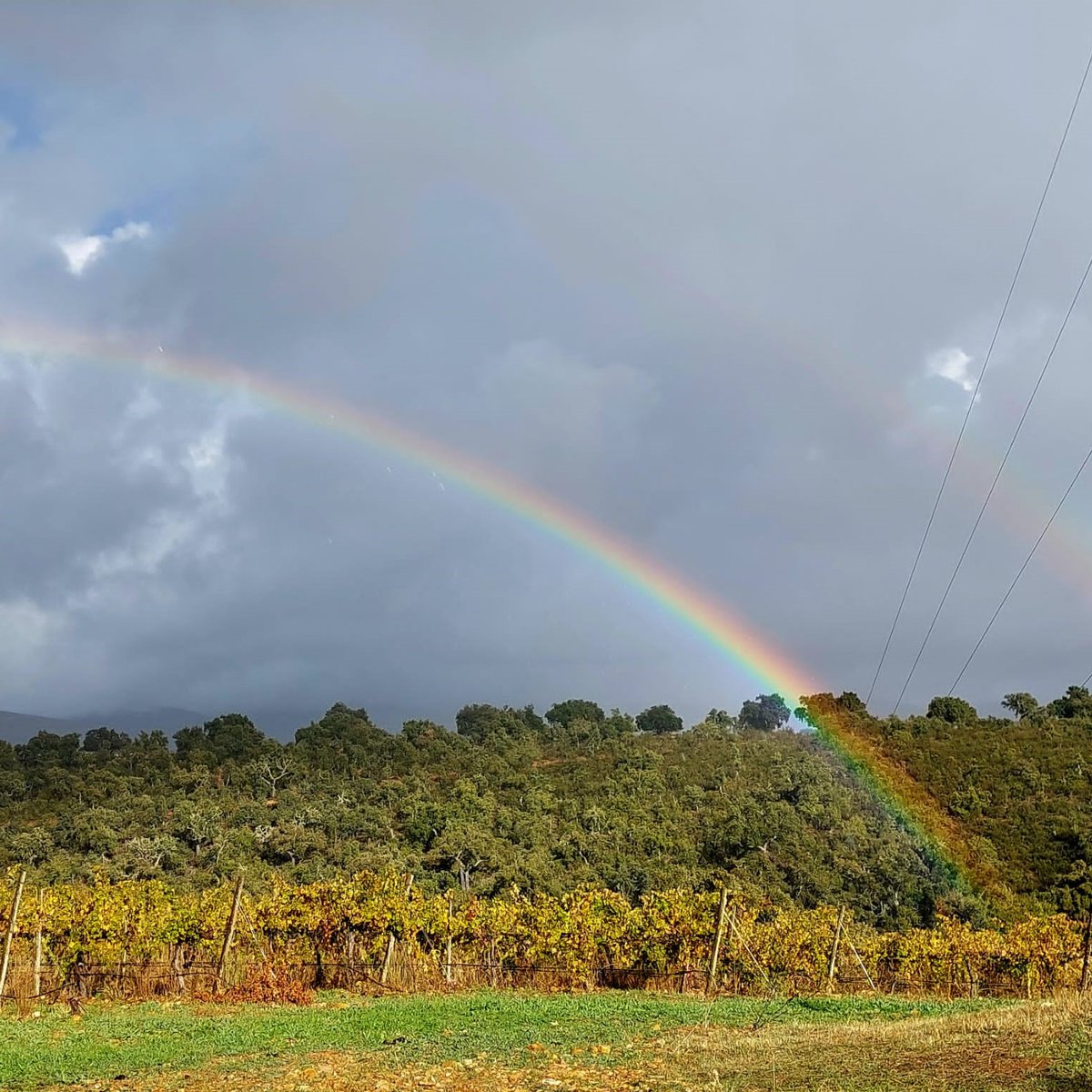 El viñedo de Vallegarcía fue declarado Pago en 2019 con el reconocimiento de una Denominación de Origen Protegida. Cuenta con una extensión de 50 hectáreas situadas a 850 m de altura. #PagoVallegarcía #Pago #winemaking #vino #wine #viñedos #bodega #MontesdeToledo #winelovers #e