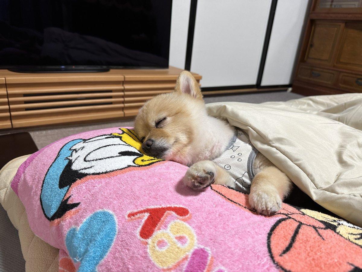 彼は人間です🐶