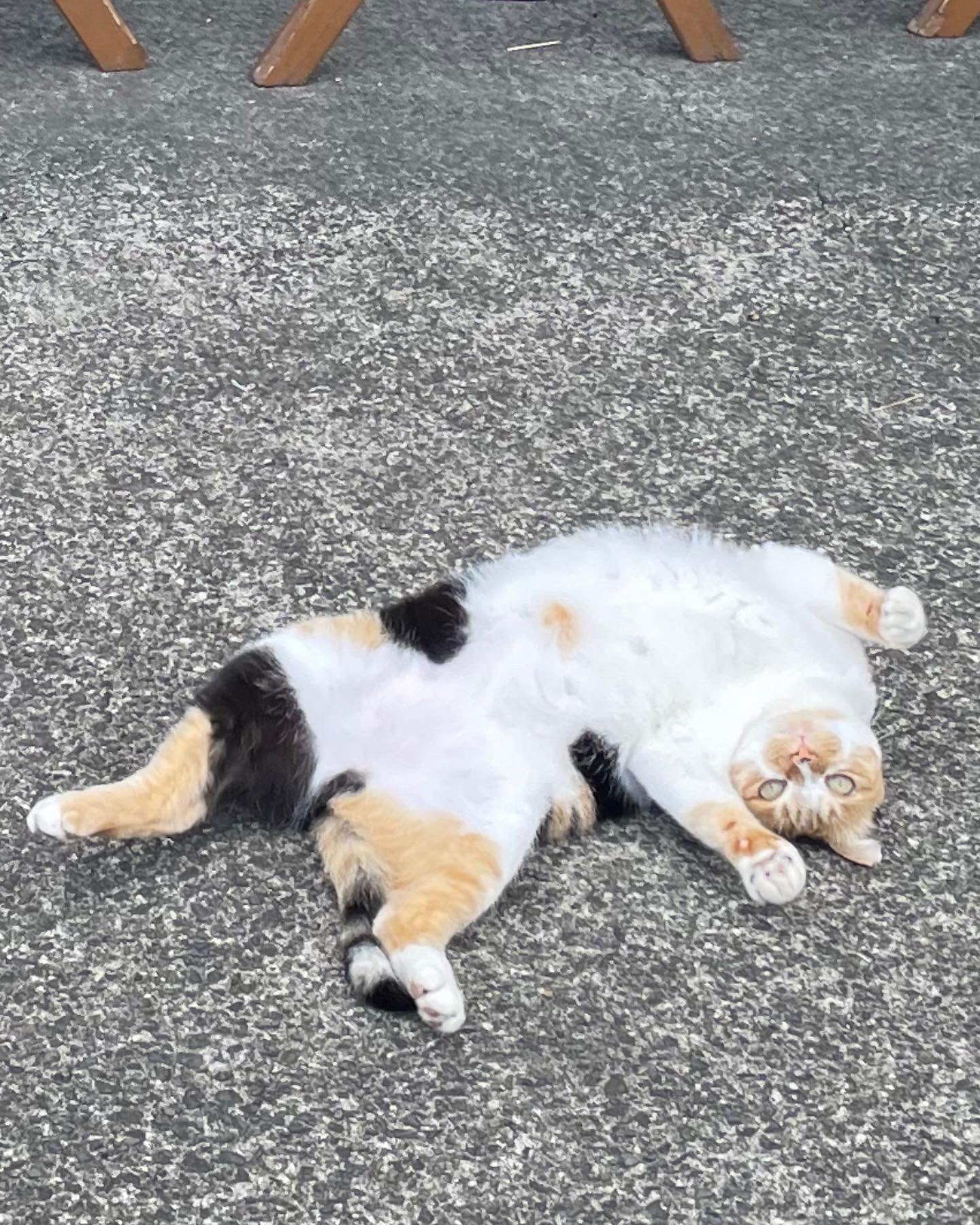 干物店 Twitter Search Twitter