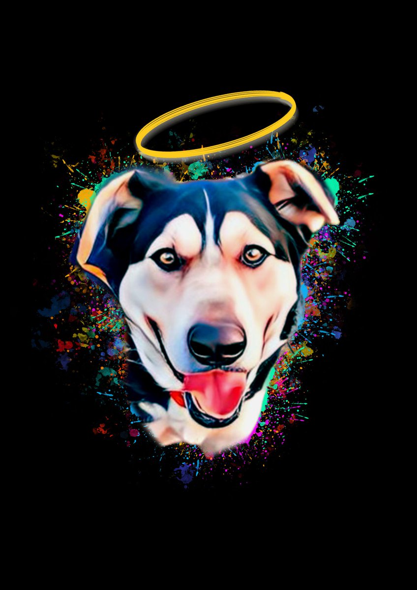 ColorfulPawz's tweet photo. Baby boy is in heaven #DogsOnTwitter #DogsofTwittter #dogsarefamily #blessed https://t.co/wMEVXztBt9