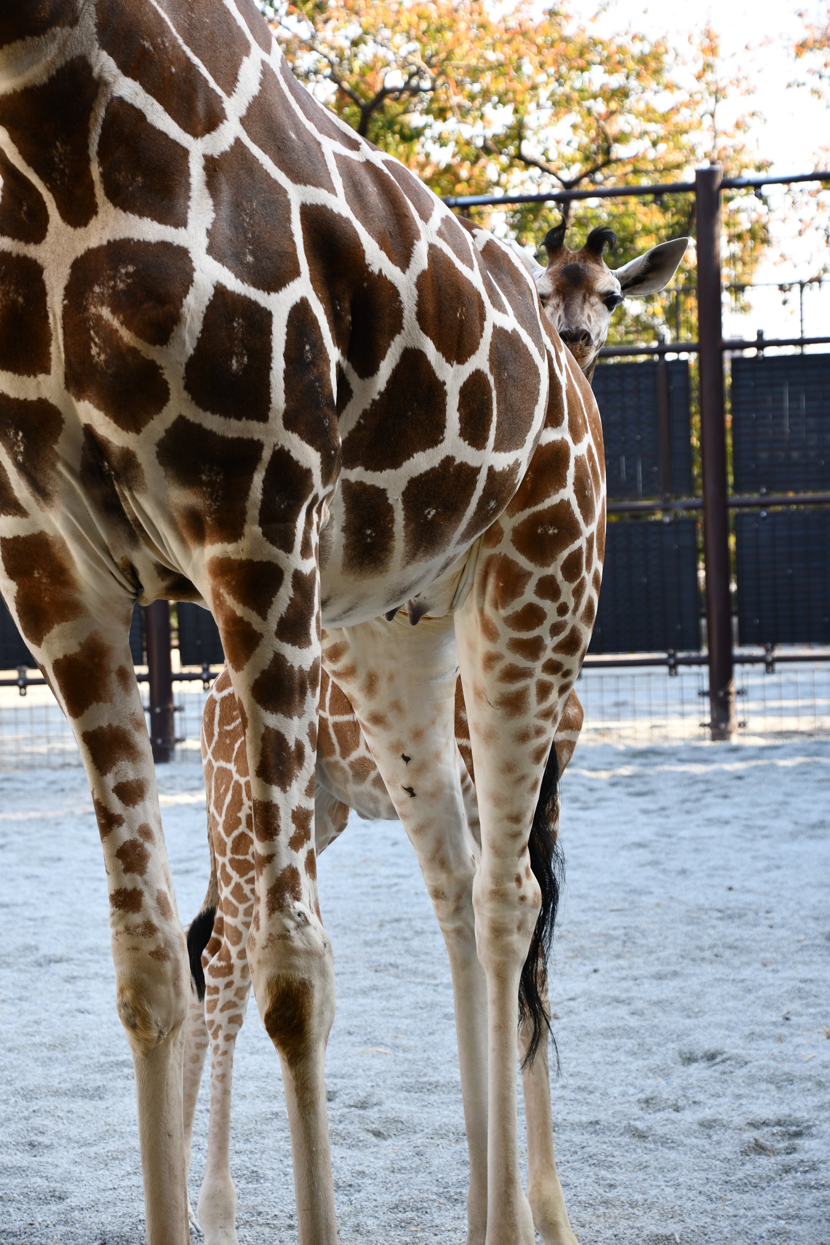 神戸市立王子動物園（公式） على X: 