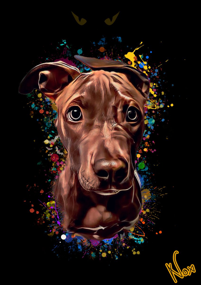 ColorfulPawz's tweet photo. Nox🥰🥰 #dogs #DogsOnTwitter #dogslife #dogsofinstagram #DogsofTwittter https://t.co/LLTbmyxNwj