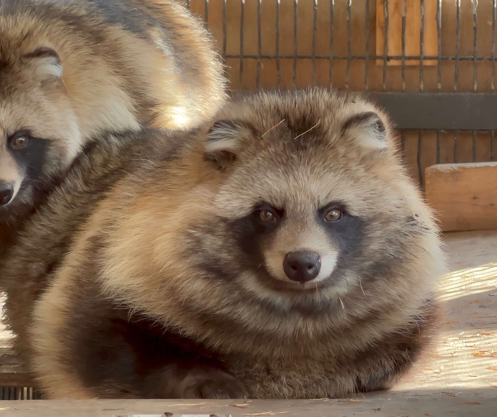 おびひろ動物園［公式］ on X: 