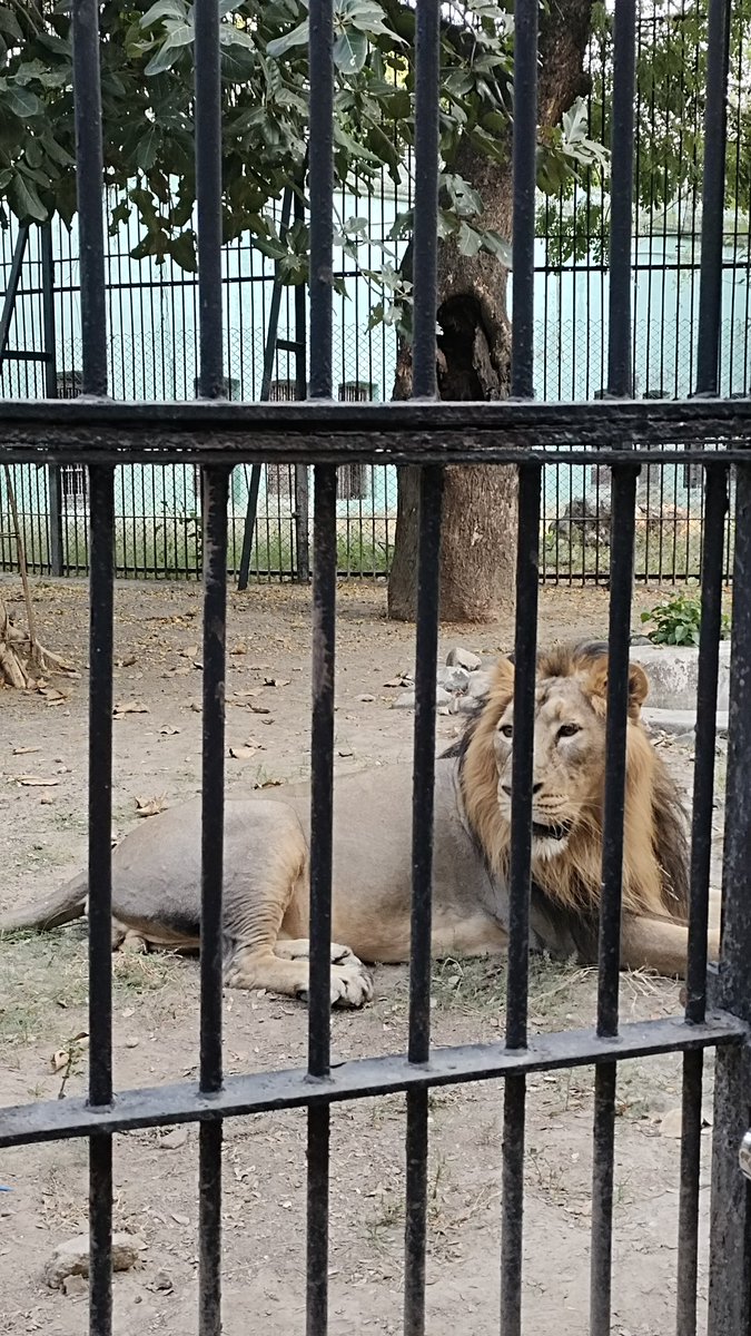 d_n_s_232's tweet photo. 🦁 https://t.co/6EflBCmos3