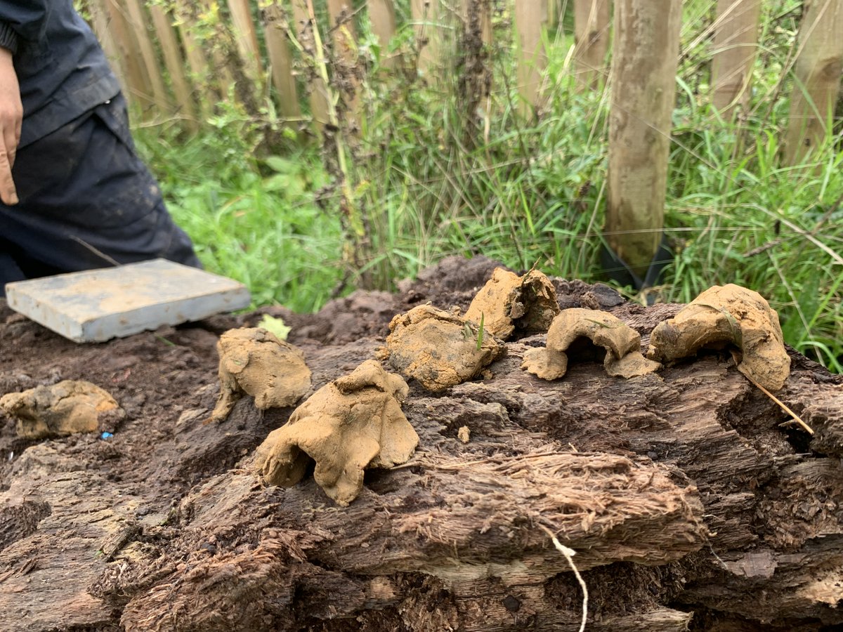 StMatthewsSurb's tweet image. Y5 made habitats for different animals in Forest School today.  We were lucky enough to find some clay and used that to help. We were also excited to find a fish in the pond. #forestschool #exploringtogether #teamwork