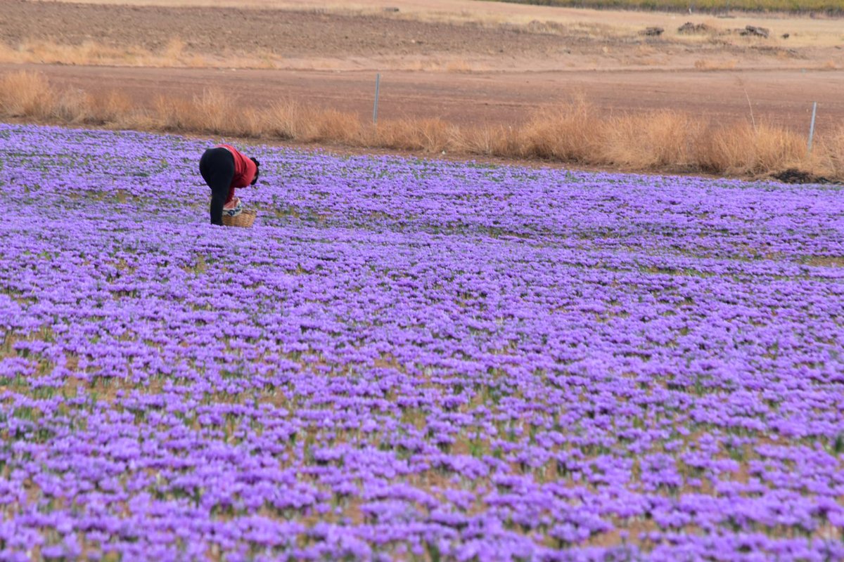 DOP Azafrán de La Mancha tweet media