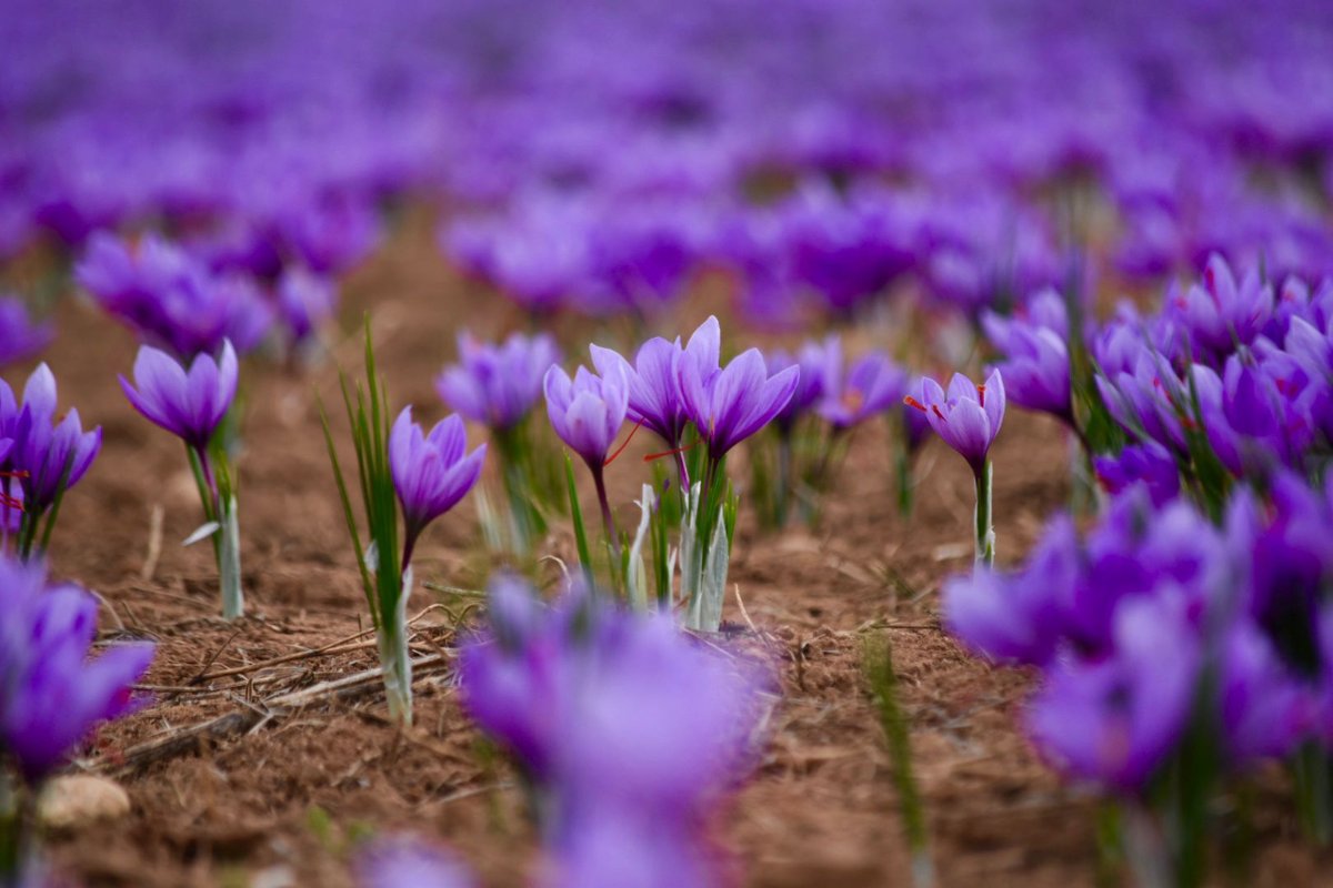 DOP Azafrán de La Mancha tweet media