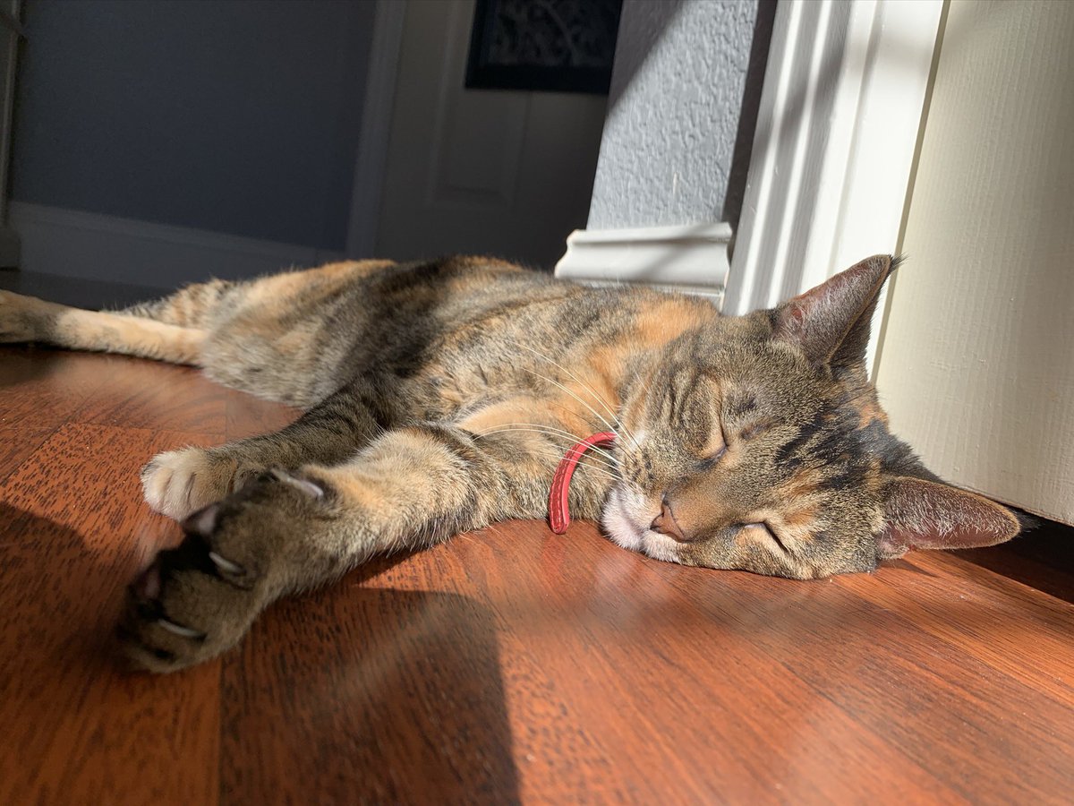 majija2's tweet photo. @sarahschauer Adopted this sweetheart (Lucy) back in 2016 when she was 7 years old. Went to the shelter and she CHOSE me. Got up on my shoulders and started grooming me. Special food and her age didn’t make me hesitate one bit. Wouldn’t trade it for anything else. https://t.co/JLu2exE5Bn