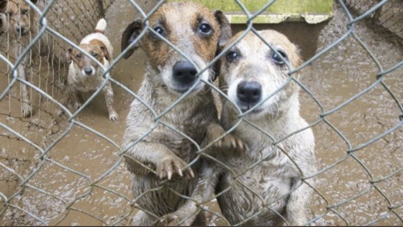 ku_ayd's tweet photo. @trallallaaa @elonmusk @DojaCat Mr. Musk, Why you dont answer our complaints about #stopdoghaters and about stray animals in Turkey? İsnt it funny enough for you? https://t.co/5LnM85QEMI
