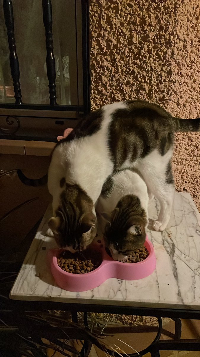 Malqueridaa's tweet photo. Una mano al rojo, un pie al azul. Si, mis gatos juegan al Twister mientras cenan. https://t.co/OaVpgv7Qaf