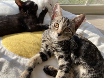 保護猫カフェtormenta トルメンタ 愛知にある猫カフェ 子猫のへや