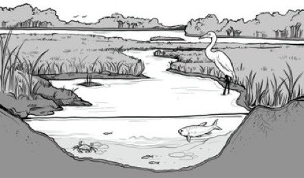 Hey everyone! I’m a freelance scientific illustrator, please commission me for all your manuscript or graphic design needs! #artistsontwitter #sciart Website: basiliskos.com
