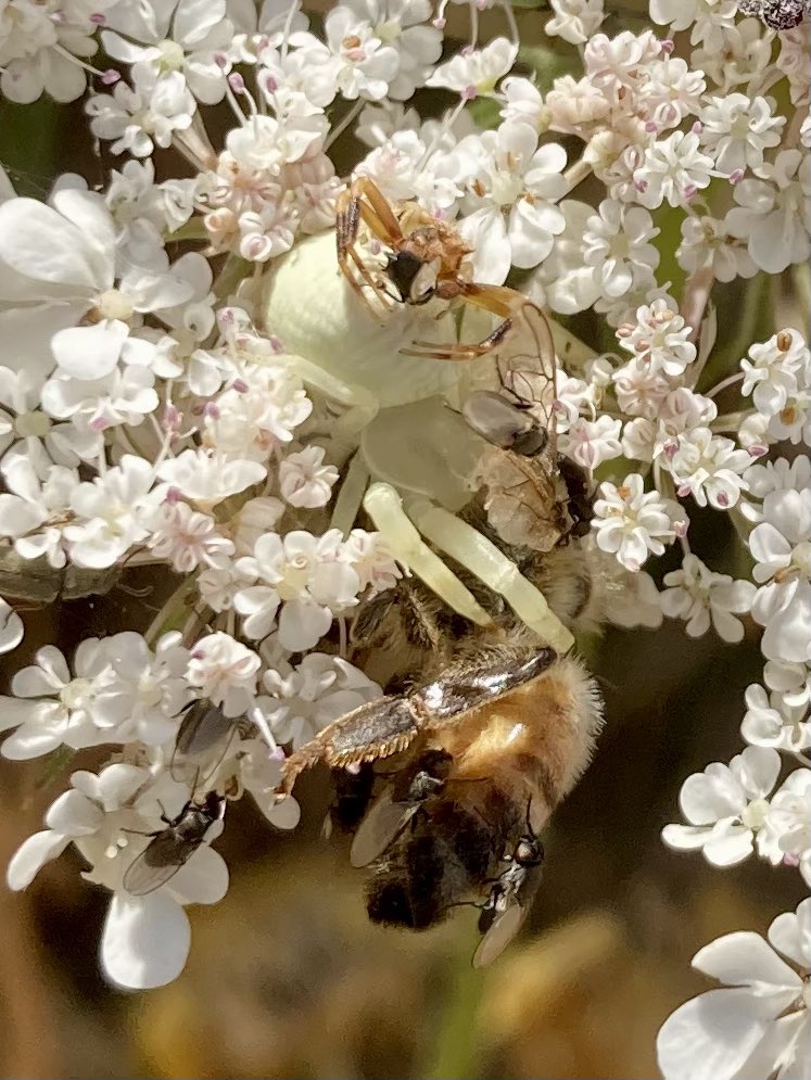 The circle of life:
A female crab #spider (Thomisus onustus?) munching a honey bee.
One of the ‘Jackal’ flies (Milichiidae sp.) who joined the meal was caught by the tiny male spider (on top of the female).