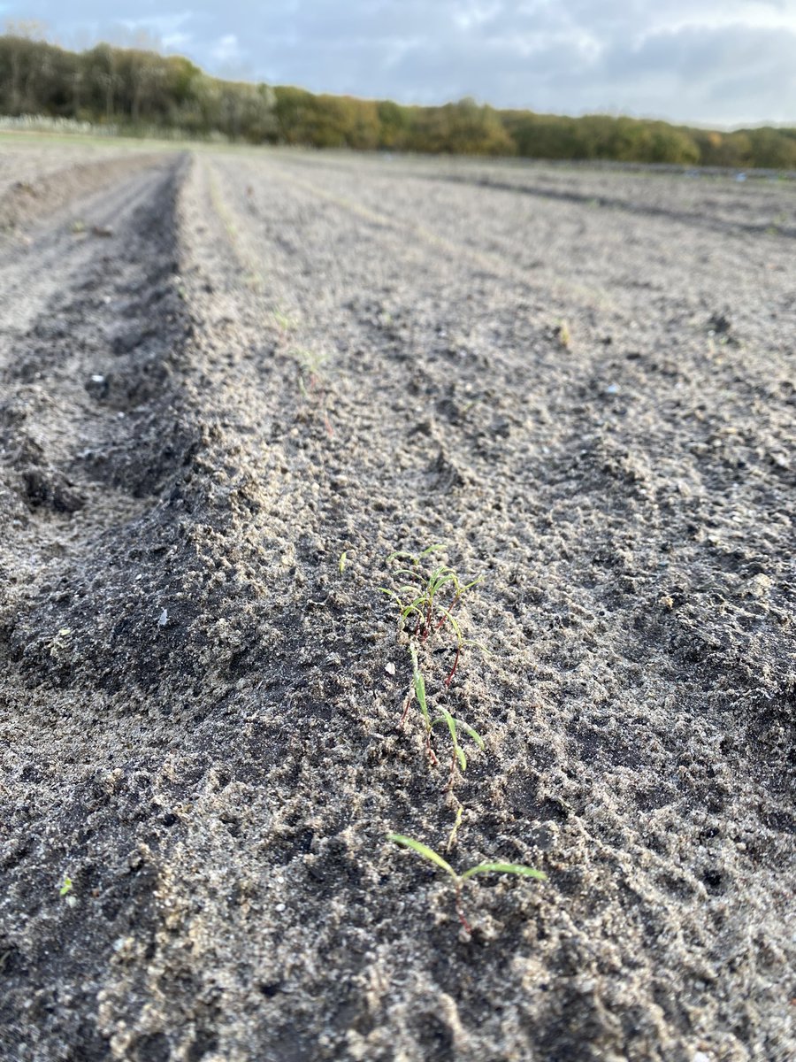 Voorjaar 2023 is onderweg #seizoensbloemen