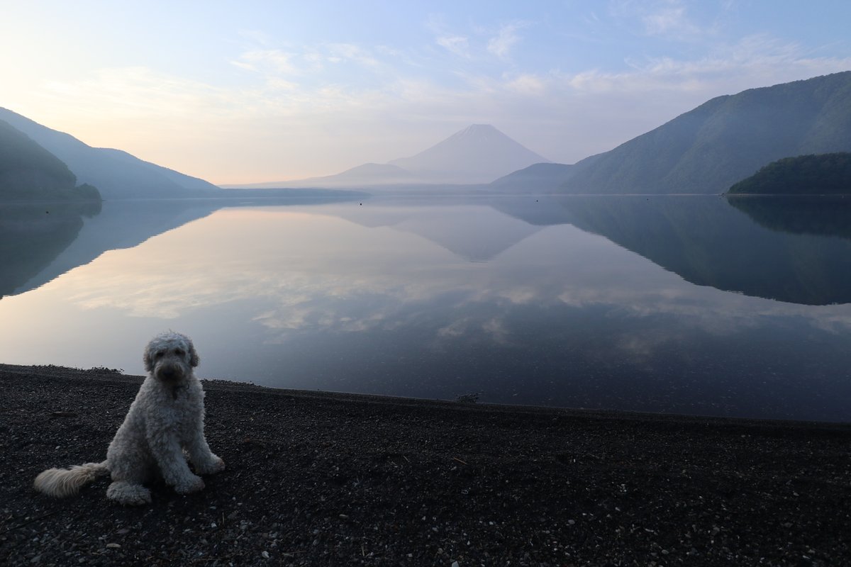 ライ太さん tweet media