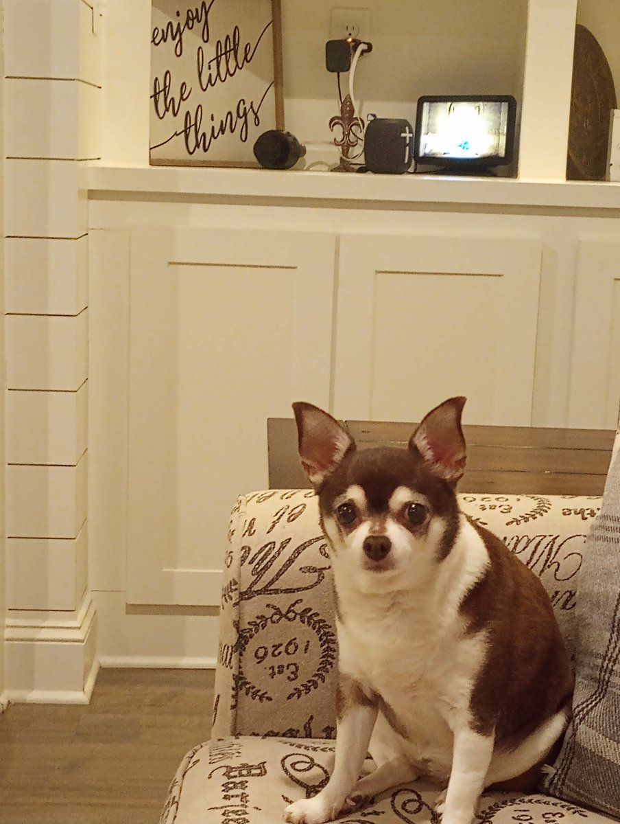 1VelvetT's tweet photo. Look who claimed the chair!!! https://t.co/uhg7WtwYhu