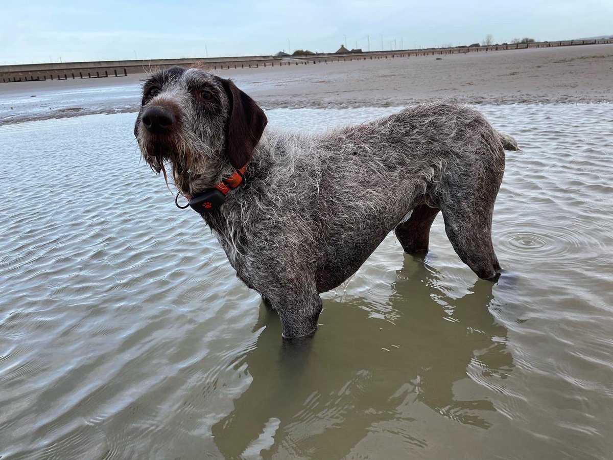 HayhurstBoo's tweet photo. I played, they beach cleaned #dog #dogsofinstagram #wetdog #adventure #outdoors #fun #beachdog #beach #goodmorning #hello #goodvibes #outearly #love #doingourbit #dogsoftwitter https://t.co/D4FqfsJKge