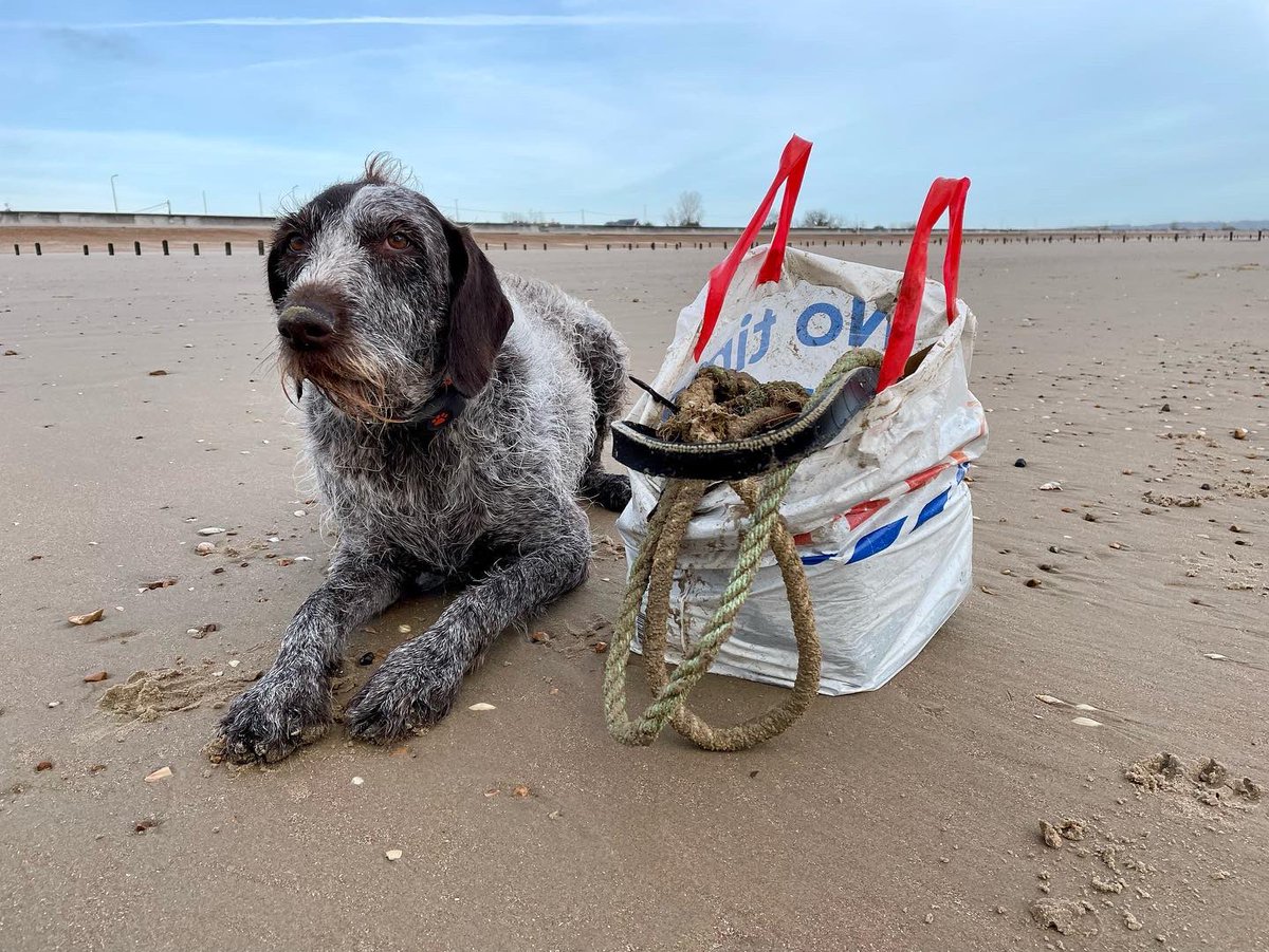 I played, they beach cleaned #dog #dogsofinstagram #wetdog #adventure #outdoors #fun #beachdog #beach #goodmorning #hello #goodvibes #outearly #love #doingourbit #dogsoftwitter