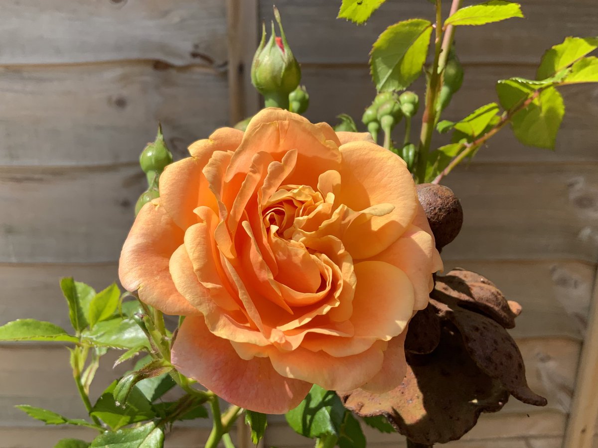 #ThrowbackThursday to mid-June. 🧡
 ‘Peach Melba’ Rose of the Year 2023. 
Bred by Kordes Rosen. 
Bare root or newly potted plants available now.
Have a good day everyone, take care.
#roses #GardeningTwitter #roseoftheyear 
@loujnicholls @kgimson