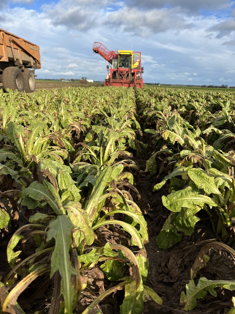 Jeffrey Mul tweet media