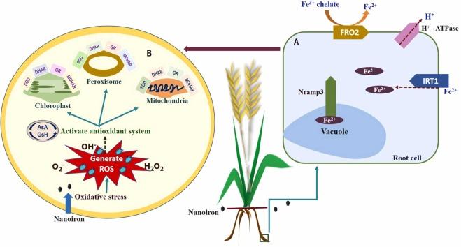 Read #OpenAccess in #PlantNanoBiology: Nanoiron: Uptake, translocation and accumulation in plant systems. spkl.io/60114XKY1