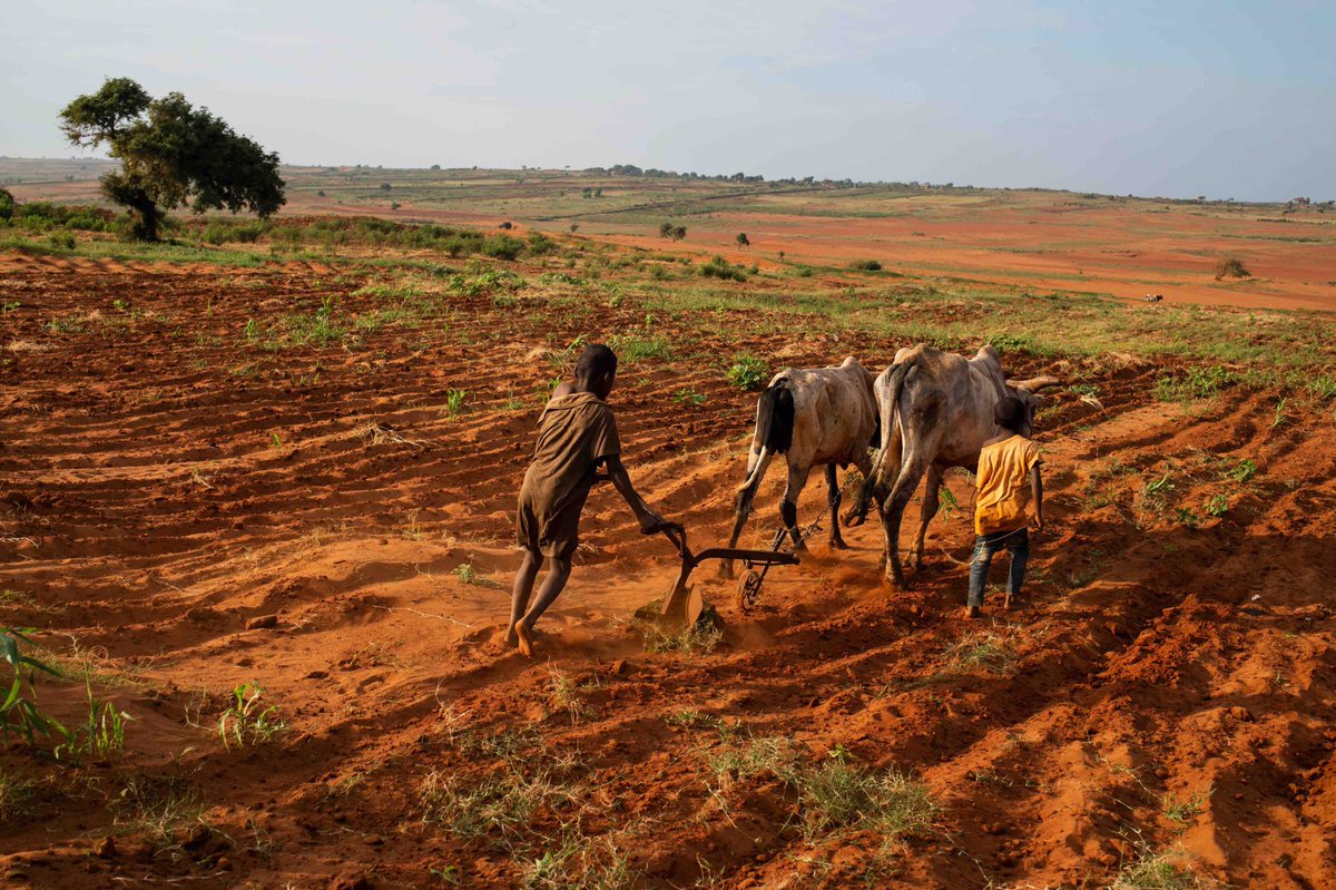 kipepeogh's tweet photo. #COP27  is happening on a continent that is currently experiencing the worst of the #ClimateCrisis. 
From 🌀Cyclones, ☀️Drought ,🌊Floods,🦗Locust upsurges &amp;🔥Heatwaves, Africa is experiencing #LossAndDamage everyday. 

The time for #LossAndDamageFinance &amp; #ClimateJustice is now! https://t.co/FmKnMOFj9S