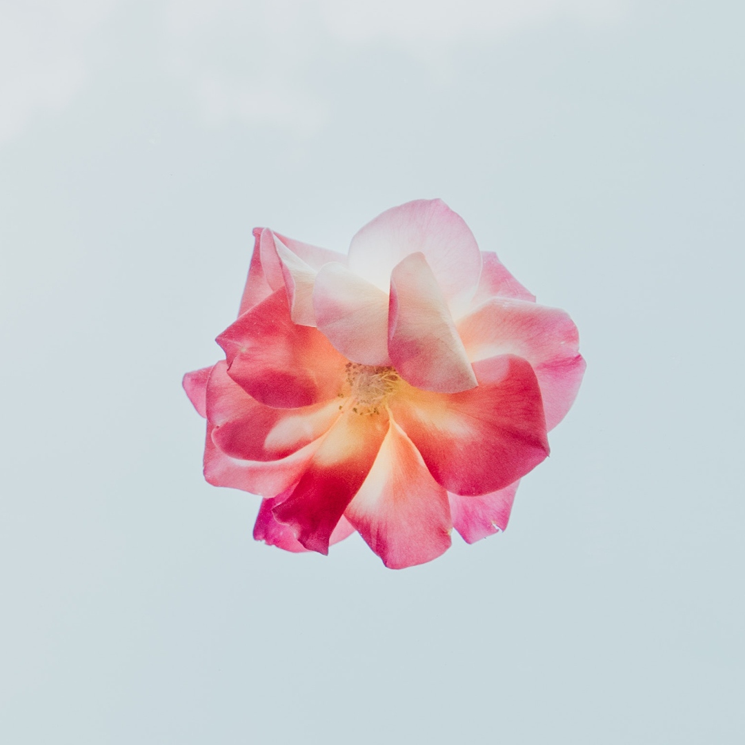 kosmo2035's tweet photo. Das Herz verfügt über eine Führung, von der der Verstand nichts weiß ... 
Blaise Pascal (1623 -1662)

Foto: evie-shaffer

#kosmosophia #kosmosophia2035 #spiritualitaet #kosmos #meditation #gongsession #21chakren #transfiguration #yoga #demeuter #spreitzer #herz https://t.co/x4XKQK6sof