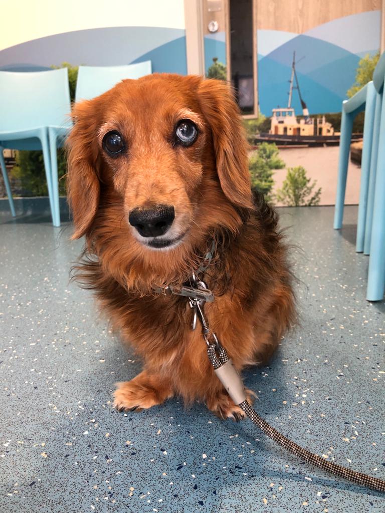 AnimorVets's tweet photo. 🥁Introducing our Prevent Member..... Count Woody! 🐶
Woody recently received a Stage One Dental at Animor Ellesmere Port and wowed the team as he took it all in his gentlemanly stride. Visit https://t.co/UkLnaXAeuv to register and obtain a membership quote today! https://t.co/S8i9Awt8J5