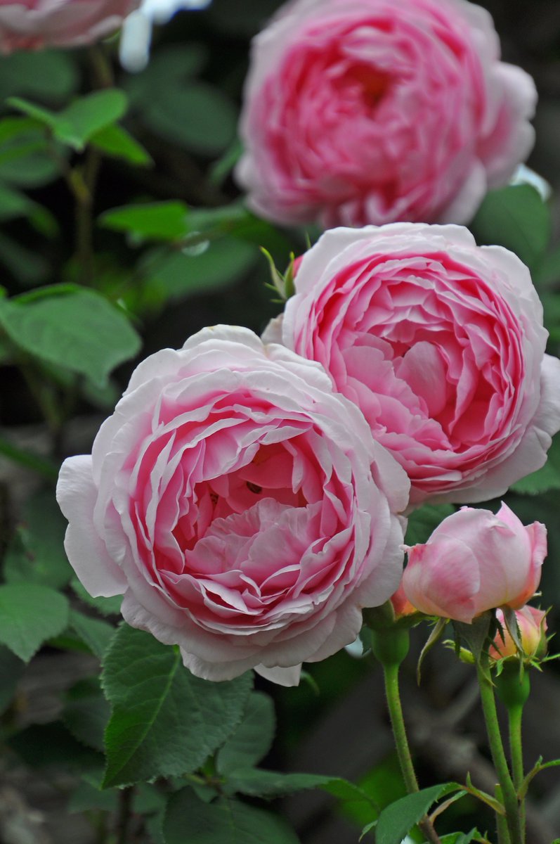 rosa_orientis's tweet photo. #コンスタンススプレイ #ConstanceSpry
透明感のあるピンクの花色に美しいクラシカルな花形の中大輪花をうつむくように咲かせる ミルラの強香
【公式本店】https://t.co/NqLytHCrz9
【楽天店】https://t.co/GI3Vta5vRc https://t.co/NQU5GOlOYi