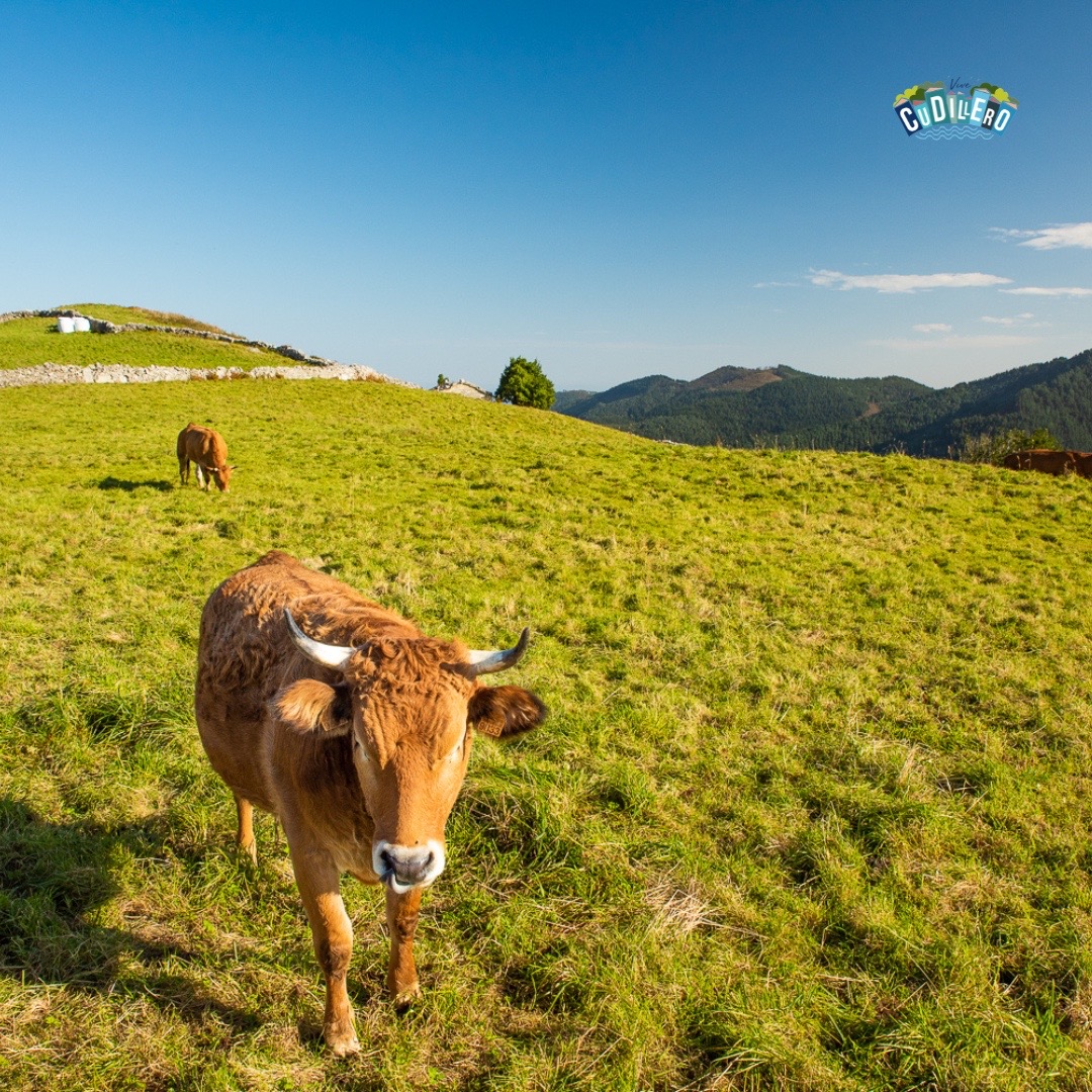 🍃 Lo que te hace falta es un fin de semana fuera de la ciudad...

🏠 Desconecta del ritmo frénetico de la rutina y ven a conocer #Cudillero 

📌 Descubre más en vivecudillero.com

#Cudillero #Asturias #ParaísoNatural #VuelveAlParaíso