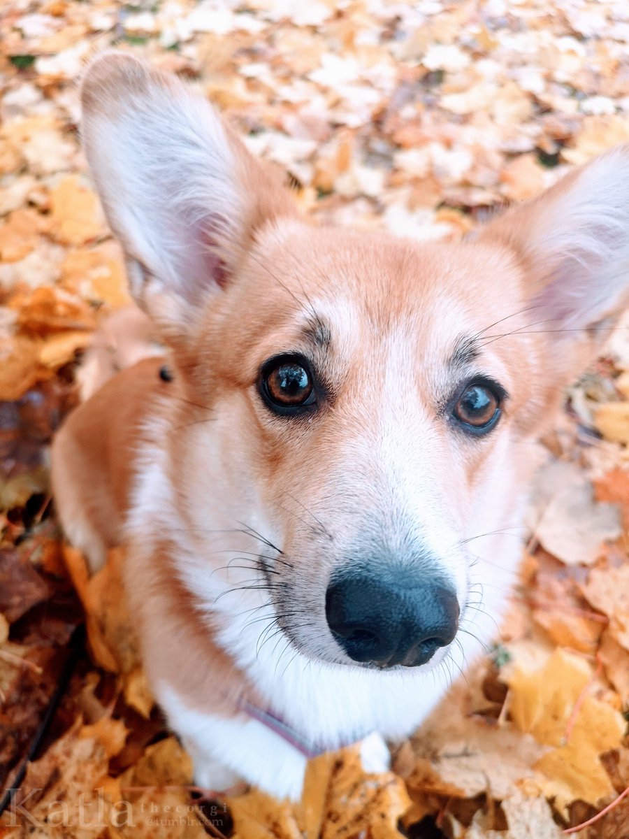 Wishing you a cozy day 🖤 #CorgiCrew