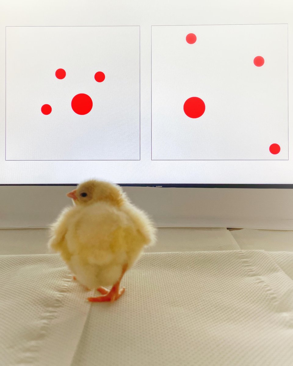 Dr. Bastien S. Lemaire (@bastienslemaire) on Twitter photo In our latest article published in <a href="/RSocPublishing/">Royal Society Publishing</a>, we demonstrate that chicks compute and use a component essential for the recognition of social interactions prior to receiving any sort of experience and learning 👇
doi.org/10.1098/rspb.2…
<a href="/gVallortigara/">Giorgio Vallortigara</a> <a href="/ElenaLorenzi3/">Elena Lorenzi</a> In our latest article published in <a href="/RSocPublishing/">Royal Society Publishing</a>, we demonstrate that chicks compute and use a component essential for the recognition of social interactions prior to receiving any sort of experience and learning 👇
doi.org/10.1098/rspb.2…
<a href="/gVallortigara/">Giorgio Vallortigara</a> <a href="/ElenaLorenzi3/">Elena Lorenzi</a>