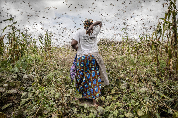 kipepeogh's tweet photo. #COP27  is happening on a continent that is currently experiencing the worst of the #ClimateCrisis. 
From 🌀Cyclones, ☀️Drought ,🌊Floods,🦗Locust upsurges &amp;🔥Heatwaves, Africa is experiencing #LossAndDamage everyday. 

The time for #LossAndDamageFinance &amp; #ClimateJustice is now! https://t.co/FmKnMOFj9S