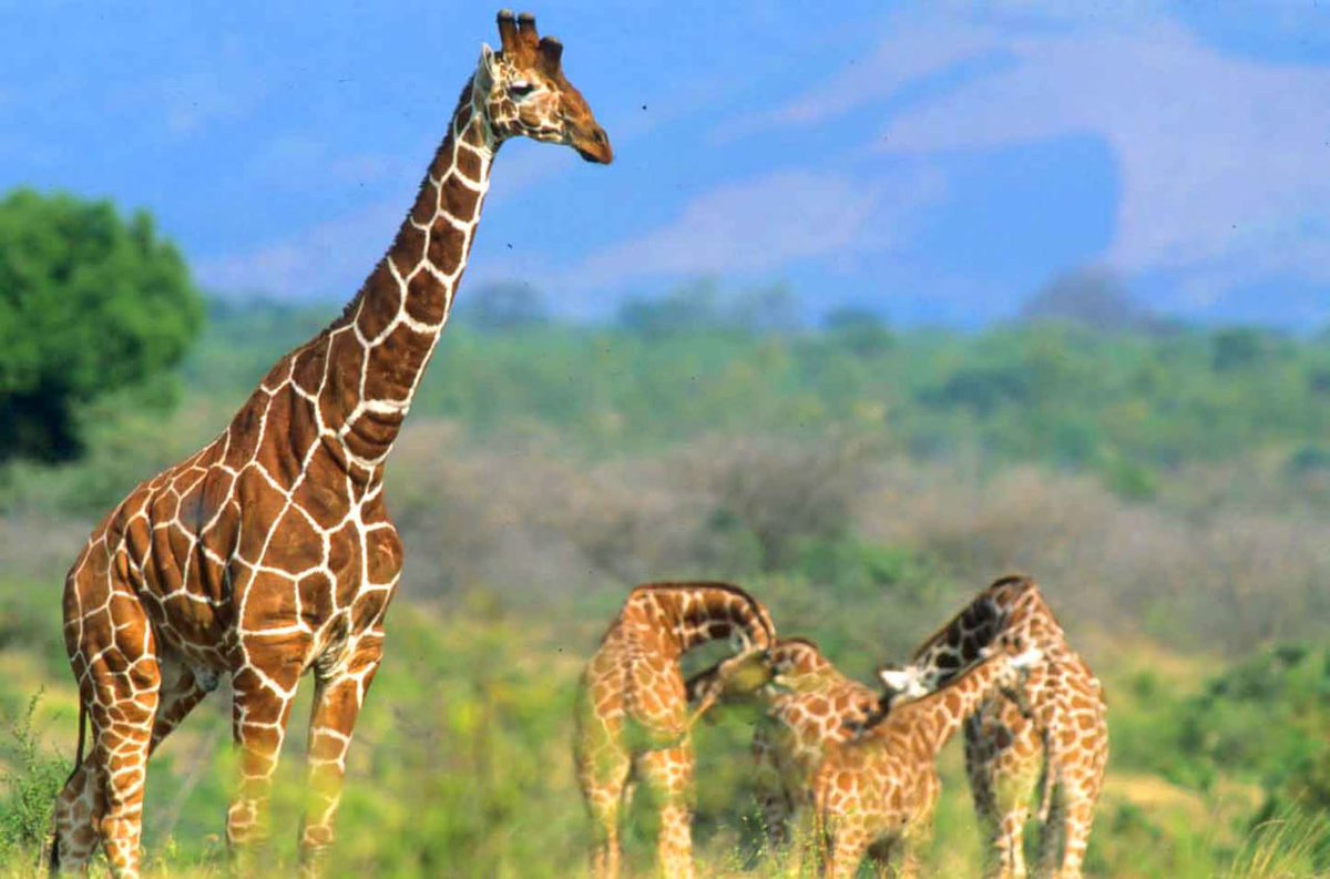 #MeruNationalPark is a #sanctuary for the Endangered species, the Reticulated Giraffe, also known as the Somali giraffe is a subspecies or species of giraffe native to the Horn of Africa

#zurumerupark
#magicalkenya 
#tembeaKenyaNaBigfoot