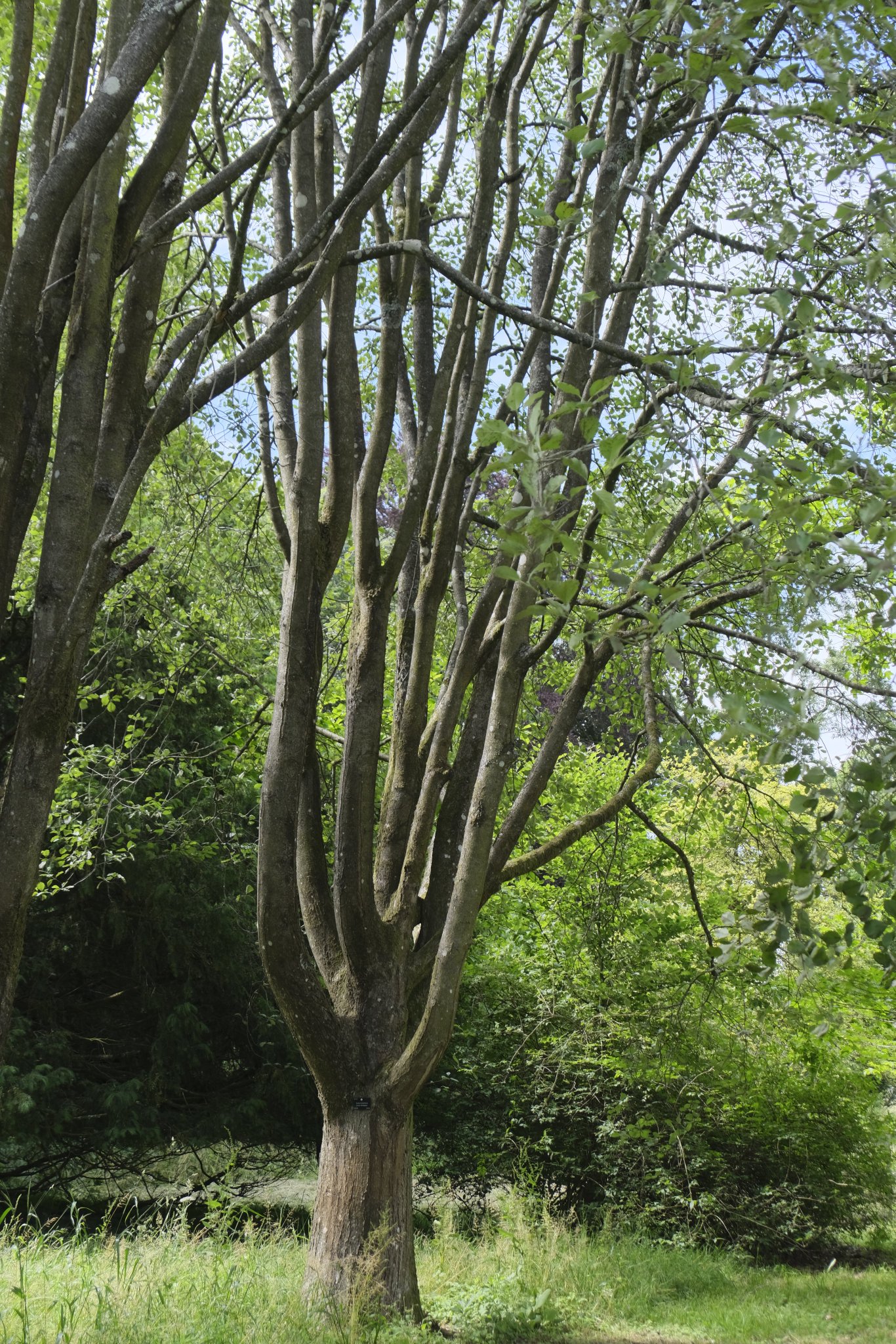 Westonbirt Arboretum Forestry England on Twitter "Bristol whitebeam