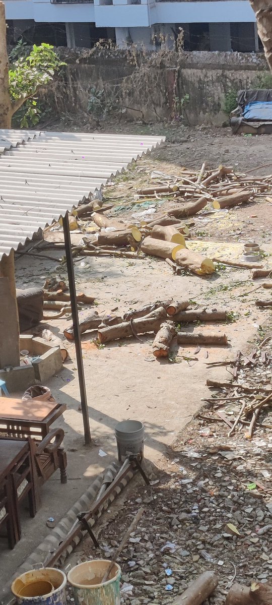 Green trees are cut. 2 r poisoned and then cut 
<a href="/MahaForest/">Maha Forest Official</a> 
<a href="/mybmc/">माझी Mumbai, आपली BMC</a> 
<a href="/PMOIndia/">PMO India</a>