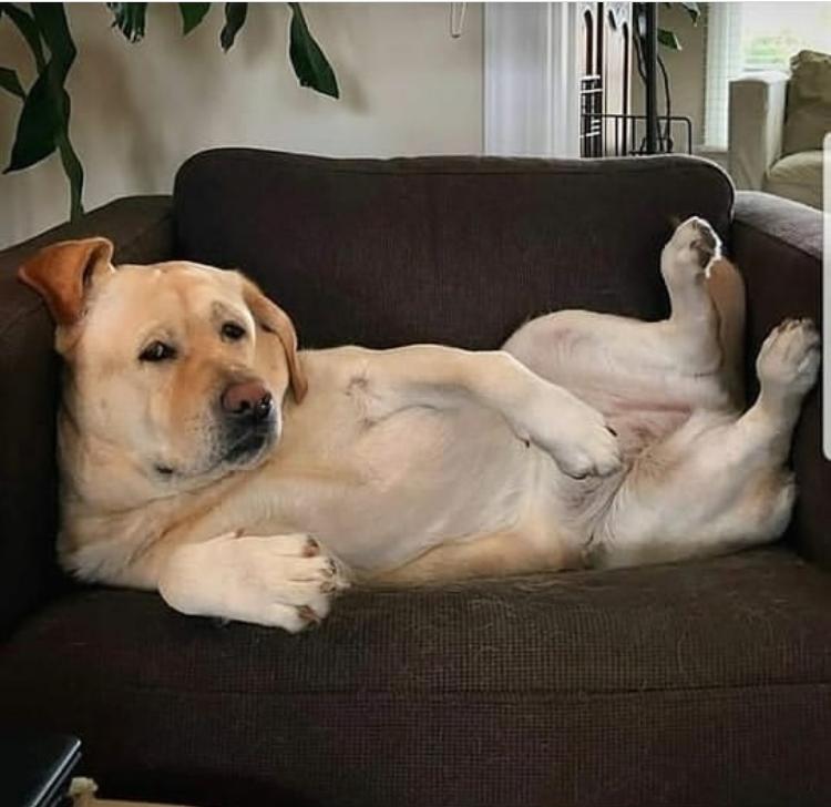 LabradoresStore's tweet photo. ▷【 ¿TU PERRO ES ANSIOSO CON LA COMIDA?】Descubre cómo ayudarle a mejorar sus hábitos alimenticios

#labradorgold #labradorretriever #animallover #labradores #labradors #labradormarron #labradoreschocolate #labrador #labradorpuppy #labradorlovely

Link: https://t.co/6hp12VZFzv https://t.co/K1X9CEpkd6