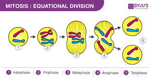 josgcc1's tweet photo. Mitosis is a type of cell division that results in two daughter cells each having the same number and kind of chromosomes as the parent nucleus, typical of ordinary tissue growth.
#ScienceIsFun #CellDivision https://t.co/sk6lqox583