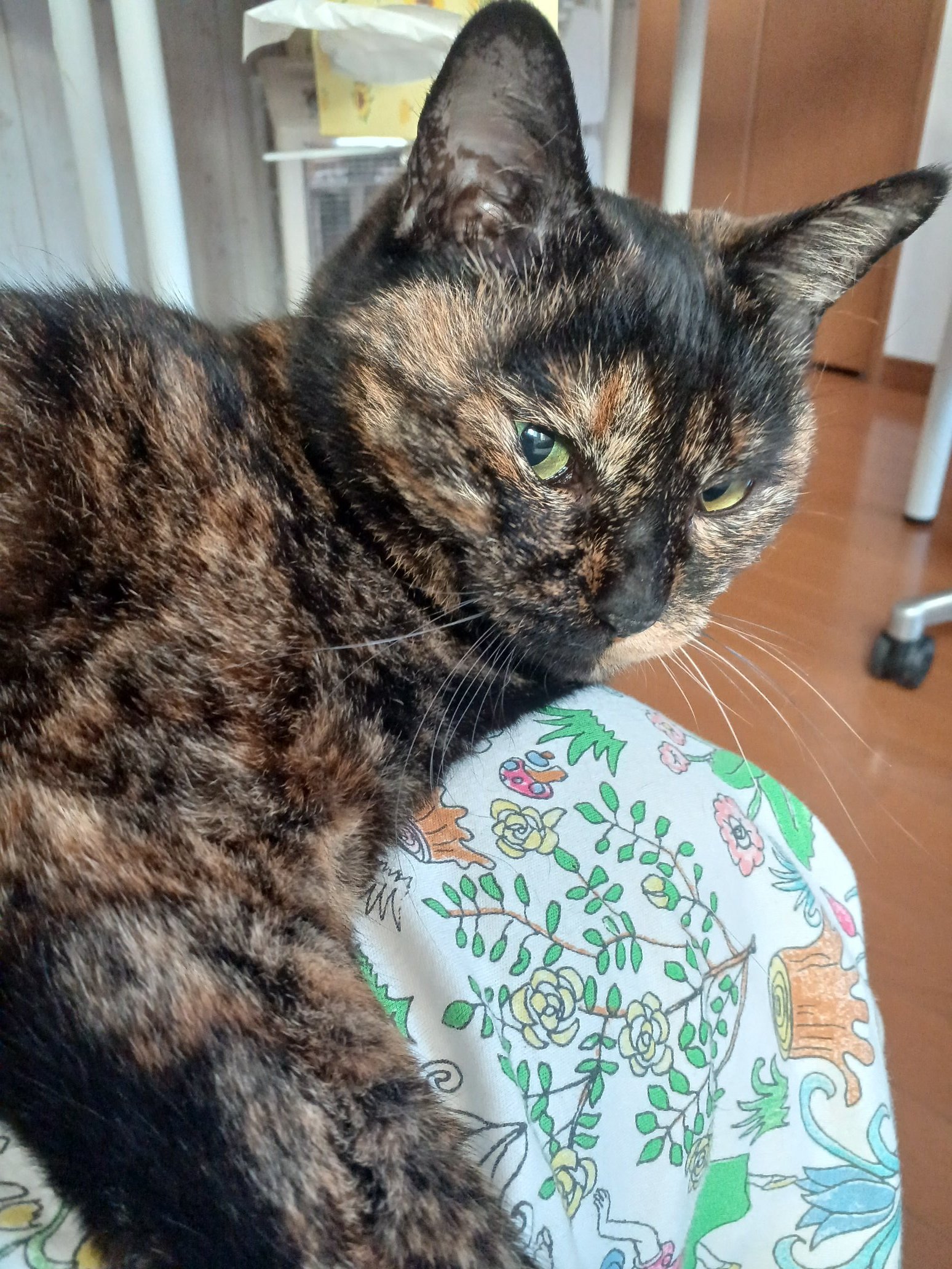 錆び猫 Twitter Search Twitter