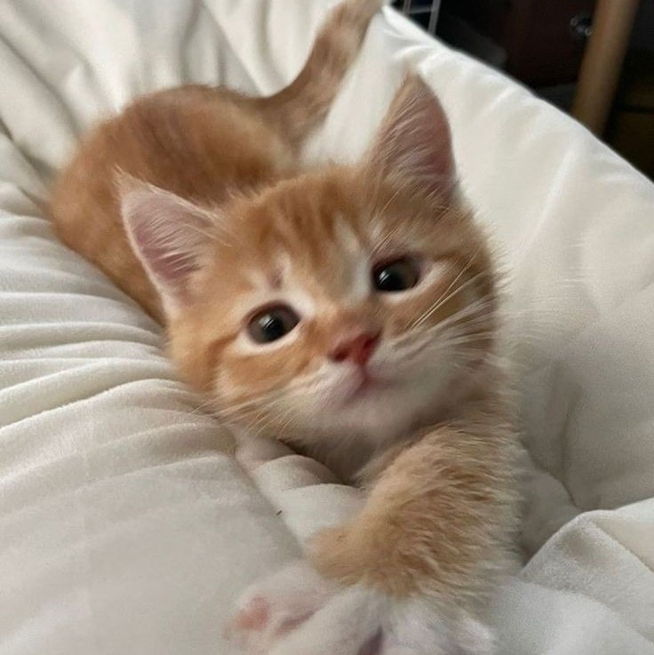 mutistream's tweet image. No puedo mas con los exámenes me voy a mword