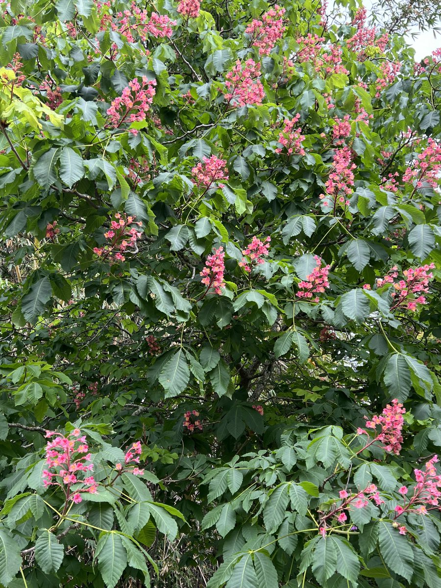 JudeStevens's tweet photo. Gorgeous flowering trees in my neighbourhood. Not sure who loves them more - me or the bees! πππΈπΌ#trees #treesinflower #nature https://t.co/vXp18tOPno