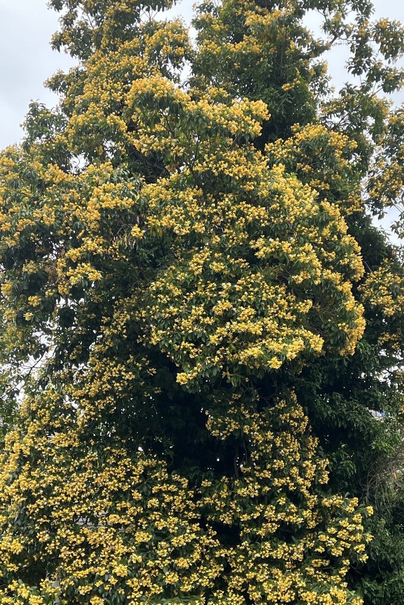 JudeStevens's tweet photo. Gorgeous flowering trees in my neighbourhood. Not sure who loves them more - me or the bees! πππΈπΌ#trees #treesinflower #nature https://t.co/vXp18tOPno