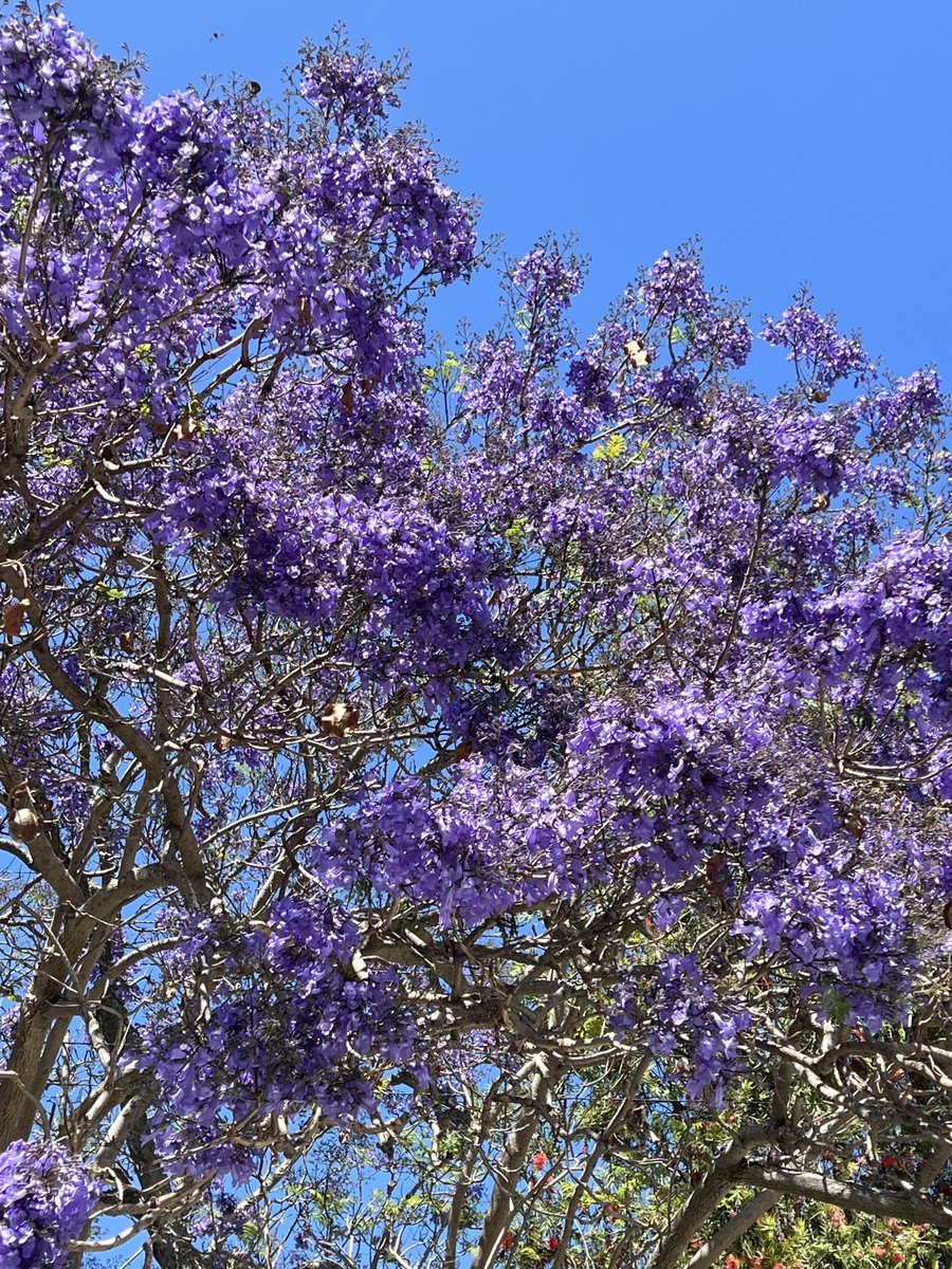 JudeStevens's tweet photo. Gorgeous flowering trees in my neighbourhood. Not sure who loves them more - me or the bees! πππΈπΌ#trees #treesinflower #nature https://t.co/vXp18tOPno